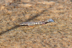 Fundulus zebrinus