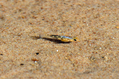 Cyprinodon rubrofluviatilis