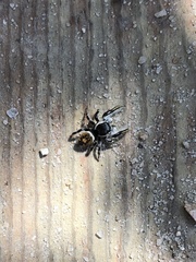 Phidippus insignarius