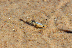 Cyprinodon rubrofluviatilis