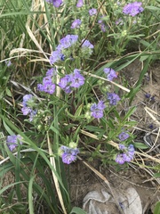 Phacelia linearis