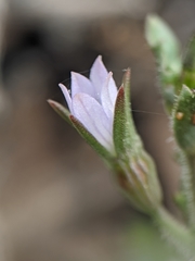 Ravenella angustiflora