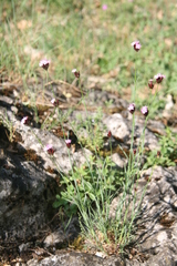 Dianthus pontederae
