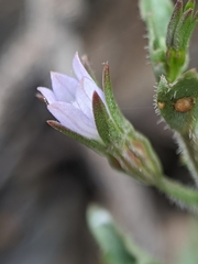 Ravenella angustiflora