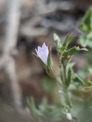 Ravenella angustiflora