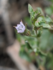 Ravenella angustiflora