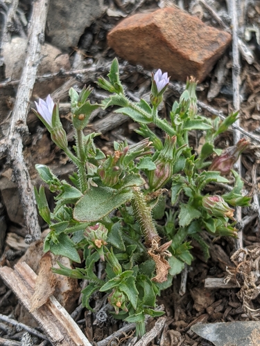 Image of Ravenella angustiflora by no rights reserved