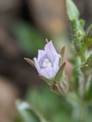 Ravenella angustiflora