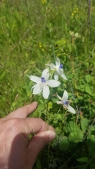 Delphinium pavonaceum