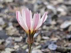 Malacothrix floccifera
