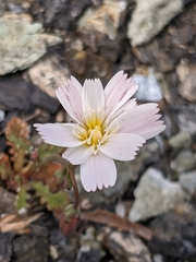 Malacothrix floccifera