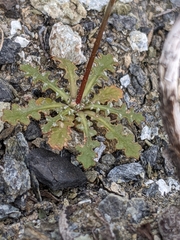 Malacothrix floccifera