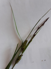 Carex hyalinolepis