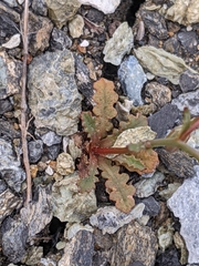 Malacothrix floccifera