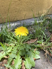 Taraxacum officinale