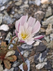 Malacothrix floccifera