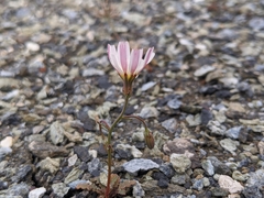 Malacothrix floccifera