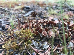 Peltigeraceae