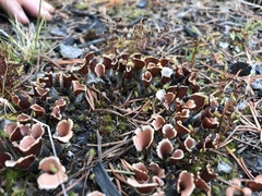 Peltigeraceae