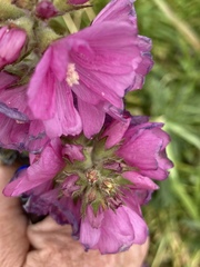 Sidalcea hirtipes