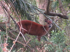 Cephalophorus natalensis