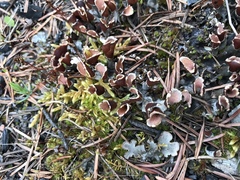 Peltigeraceae
