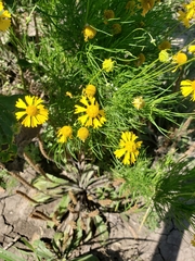 Helenium amarum amarum