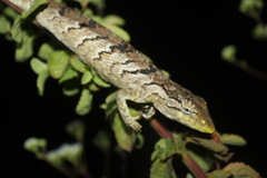 Polychrus acutirostris