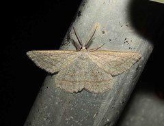 Perconia strigillaria