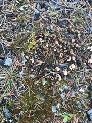 Peltigeraceae
