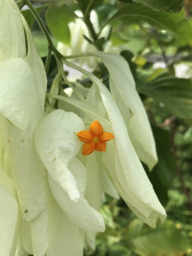 Mussaenda philippica