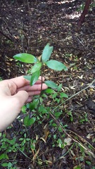 Coprosma ×cunninghamii