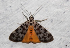 Sommeria marchalii