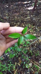Coprosma ×cunninghamii