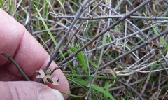 Muehlenbeckia ephedroides