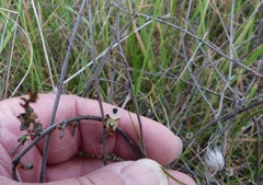 Muehlenbeckia ephedroides