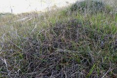 Muehlenbeckia ephedroides