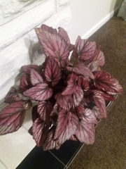Begonia rex-cultorum