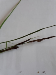 Carex hyalinolepis