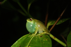 Aplastodiscus lutzorum