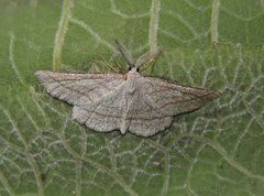 Perconia strigillaria