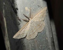 Perconia strigillaria