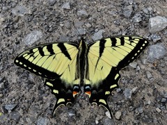 Papilio appalachiensis