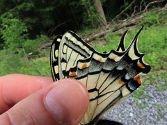 Papilio appalachiensis
