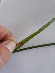 Carex hyalinolepis