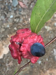 Licaria