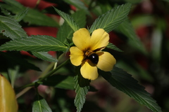 Xylocopa calens