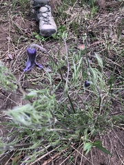 Clematis hirsutissima