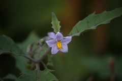 Solanum anguivi