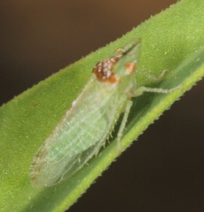 Xerophloea viridis